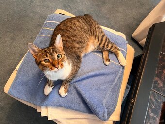 Kater sucht liebevolles neues Zuhause - 9