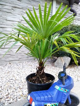 Winterharten palmen Trachycarpus Fortunei - 9
