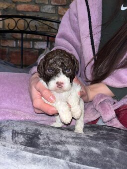 Lagotto Romagnolo - 9