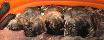 Cane corso mit Stammbaum - 9