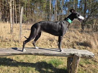 Whippet Welpen mit Papieren - 9