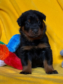 Beauceron-Welpen - 9