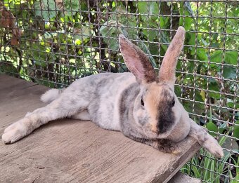 Hope, ihr Bub  und ihr Enkerl suchen Bestplatz - 9