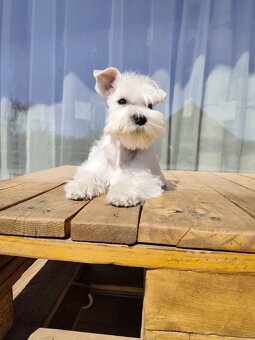 Schnauzer White miniatúrne - 9