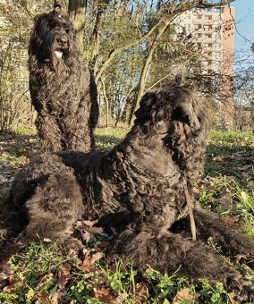Schwarzer Russischer Terrier – liebevoll aufgezogene Welpen - 9