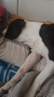 Tyson sucht ein schönes Zuhause - 9