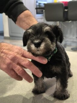 Zwergschnauzer Schwarz-Silber - 9