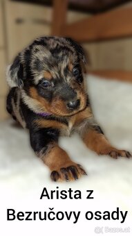 Beauceron - 9