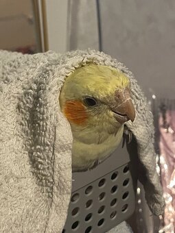 3 Vögel/Nymphensittiche + Käfig inkl. Zubehör - 9