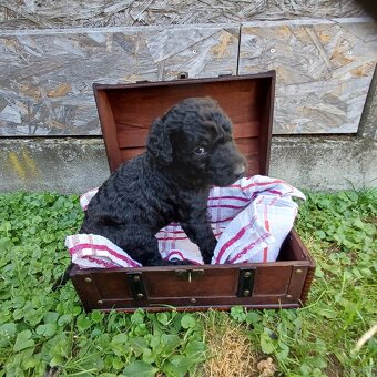 Goldendoodle - 9