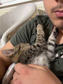 Baby/Jugend Katze, zum Betreuung geben, 1-3 Monate. - 9