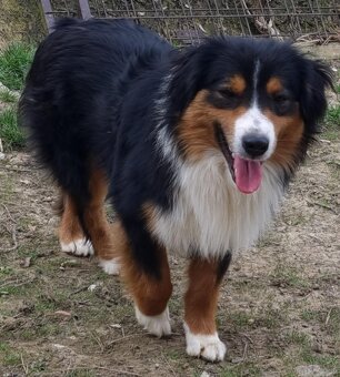 Miniatur amerikan shepherd - 9