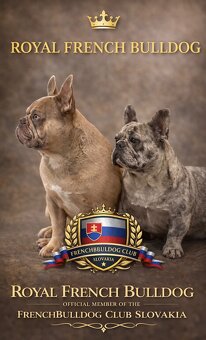 Exklusive Französische Bulldogge Hündin in Blau – seltene Ei - 9