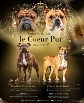 Continental bulldog welpen - 9