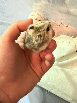 Dschungarische Zwerghamster Babys - 9