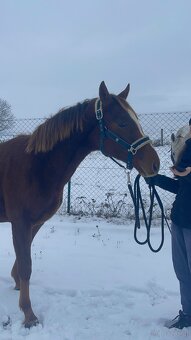 Hengst von Heartbreak ZH - 9