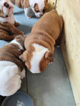 Englische Bulldoggenwelpen mit PP - 9